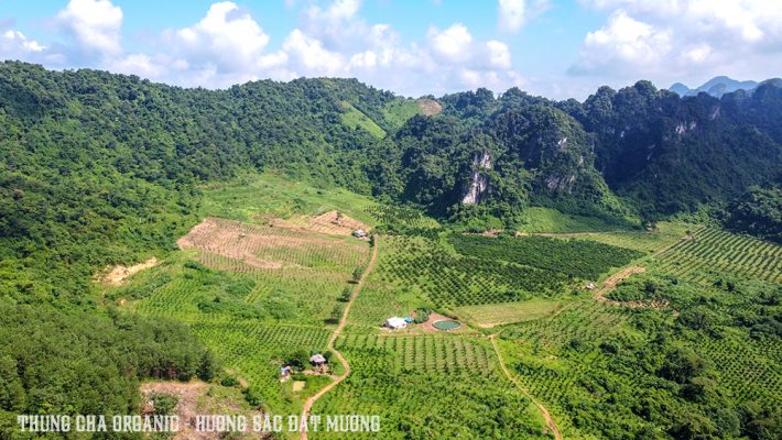 Toàn cảnh vùng nguyên liệu rộng 30ha của Thung Cha Organic tại Tân Lạc, Hòa Bình.
